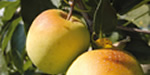 Production fruitière Corrèze