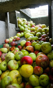 Pommes du Limousin